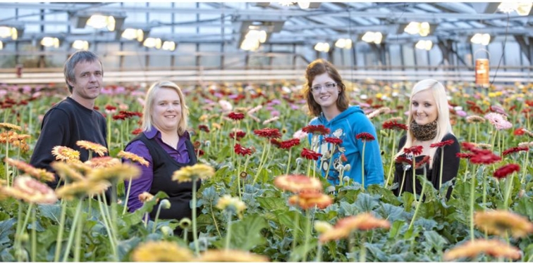 Gerbera, diverese Blumen aus Eigenproduktion in Pirka, Graz Umgebung