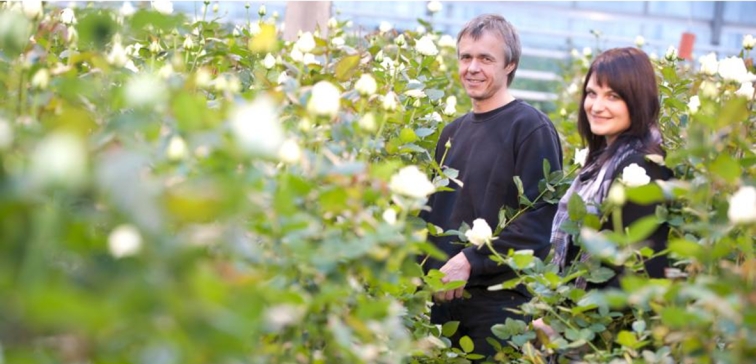 Rosen aus eigener Produktion, im Blumegeschft in Pirka, Graz Umgebung